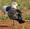 1cy fuscus in August, ringed in Finland. (81365 bytes)